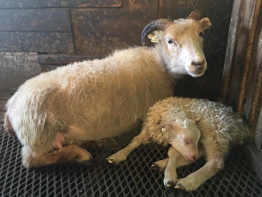 Oendolfsstathir Farm B&B Laugar  Buitenkant foto