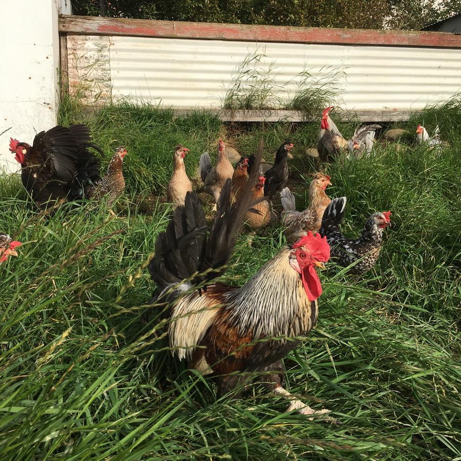 Oendolfsstathir Farm B&B Laugar  Buitenkant foto