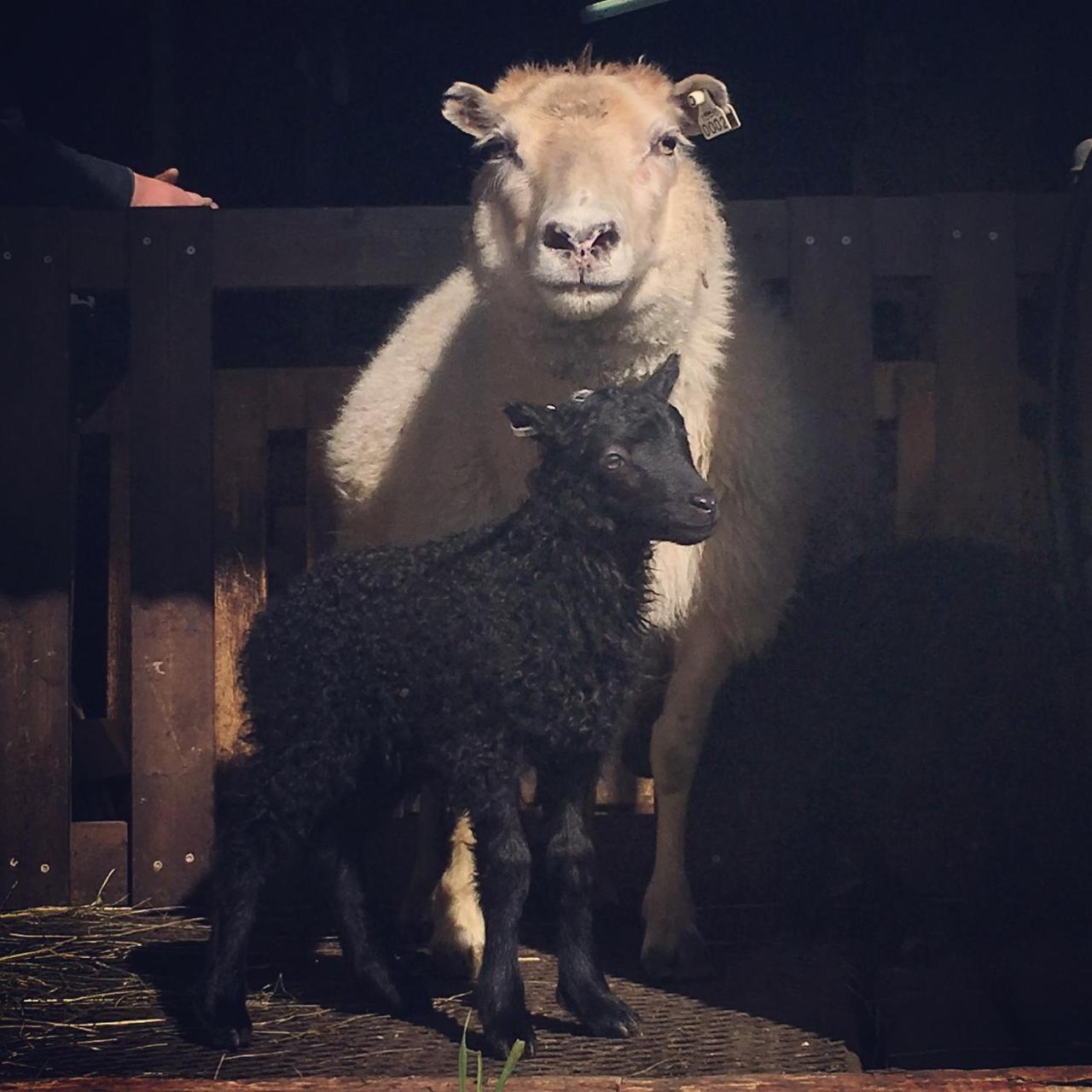Oendolfsstathir Farm B&B Laugar  Buitenkant foto